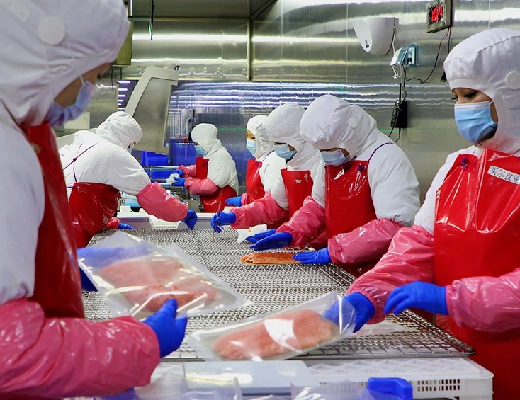 International authoritative certified raw salmon processing factory