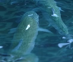 Modern smart fishery<br> breeding base