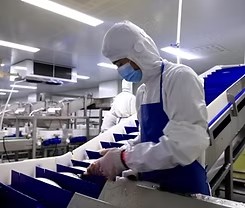 Salmon primary<br> processing<br> standardization factory