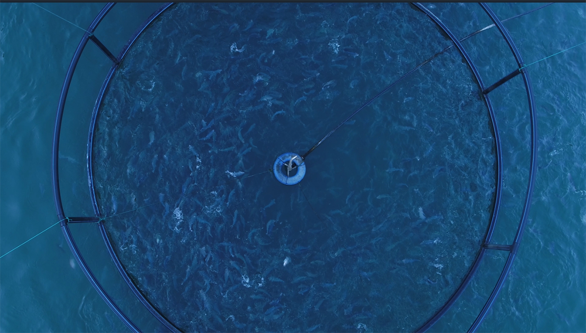 Self-abandoned fish collection system