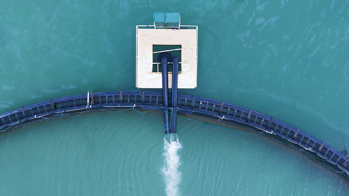 Recirculating water fish farming system