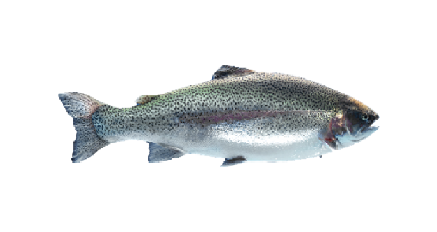 Original fish
