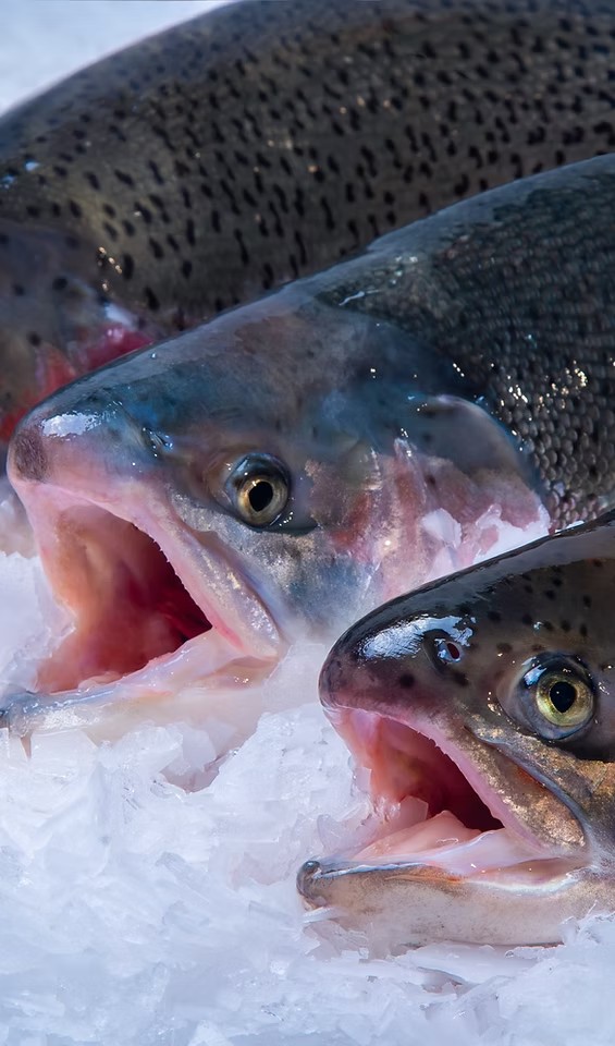 Original Fish